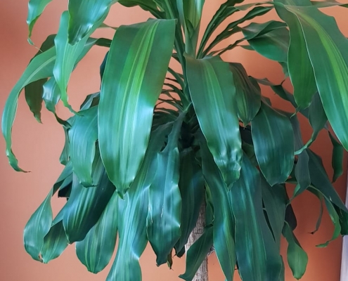 Grote groene plant voor oranje muur